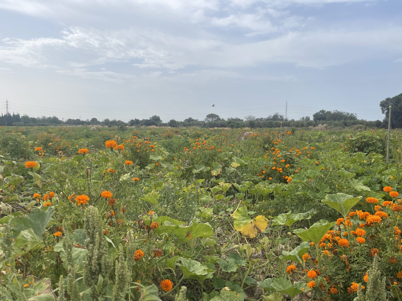 Mediterranean field with flowering companion planting between vegetable rows