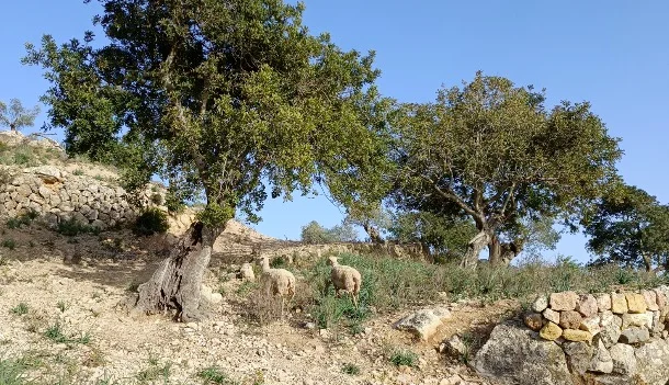 Son Moragues regenerative farm, Mallorca